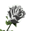 gardrose1.gif (9593 bytes)