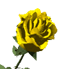 gardrose3.gif (9004 bytes)