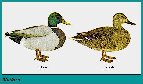 01MALLARD