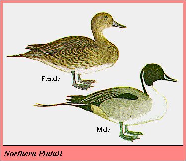 02PINTAIL