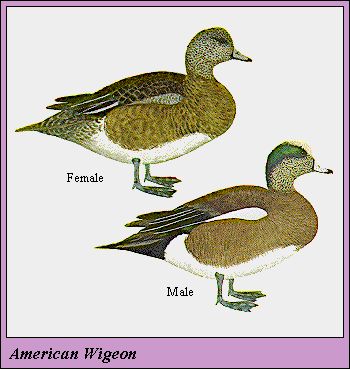 03WIGEON