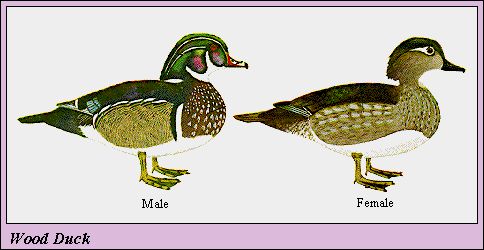 04WOODDUCK