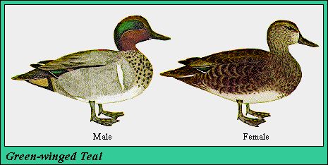07GRWGTEAL