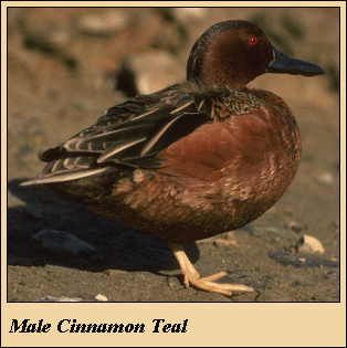 09CINNTEAL