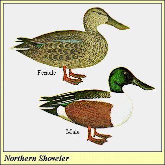 11SHOVELER
