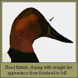 13CANHEAD