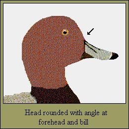 14FOREHEAD