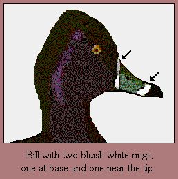 2RING