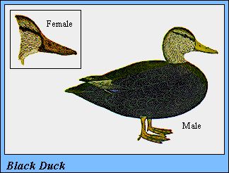 BLCKDUCK