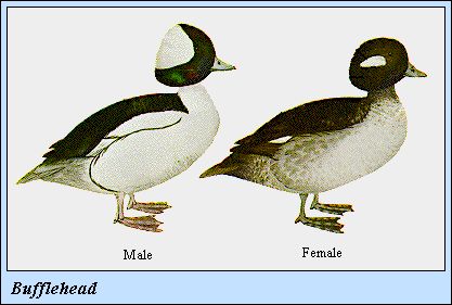 BUFFHEAD