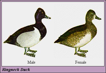 RINGNECK