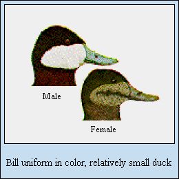 RUDUBILL
