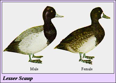 SCAUP