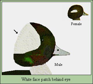 WHITFACE