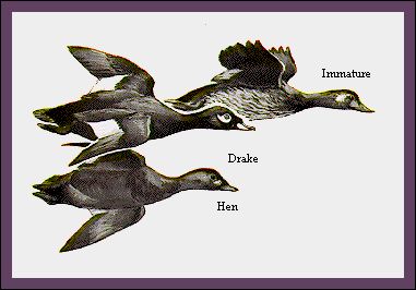 WWSCOTER